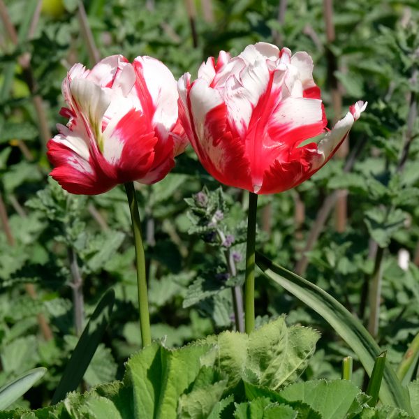 The Alnwick Garden Buy Tickets The Alnwick Garden